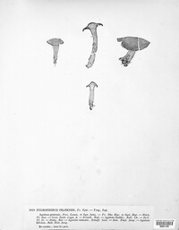 Hygrocybe pratensis image